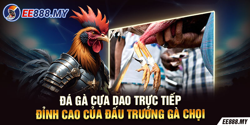 Đá Gà Cựa Dao Trực Tiếp